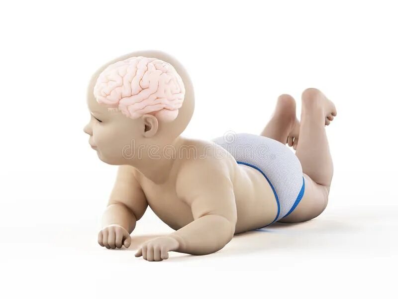 Мозг новорожденного ребенка. Картинка мозг младенца.