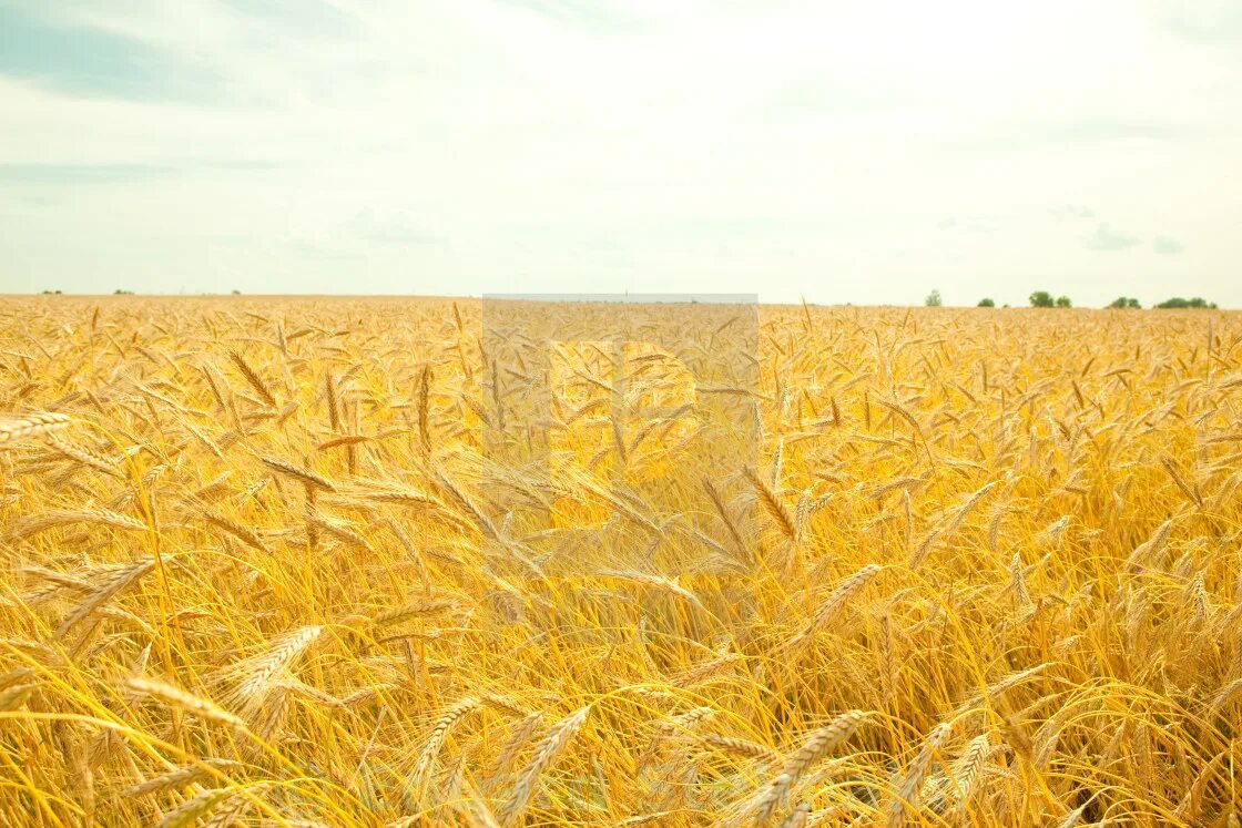 Поле прямоугольной формы засеяно пшеницей длина. Сеять зерно. Человек сеет зерно. Зерна рассеяны. Зерно рассеяно по полю.