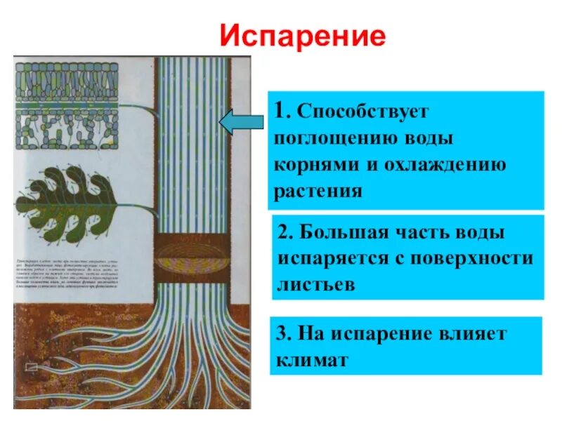 Механизм испарения воды у растений. Всасывание воды растениями. Транспирация у растений. Процесс испарения воды листьями обеспечивает.