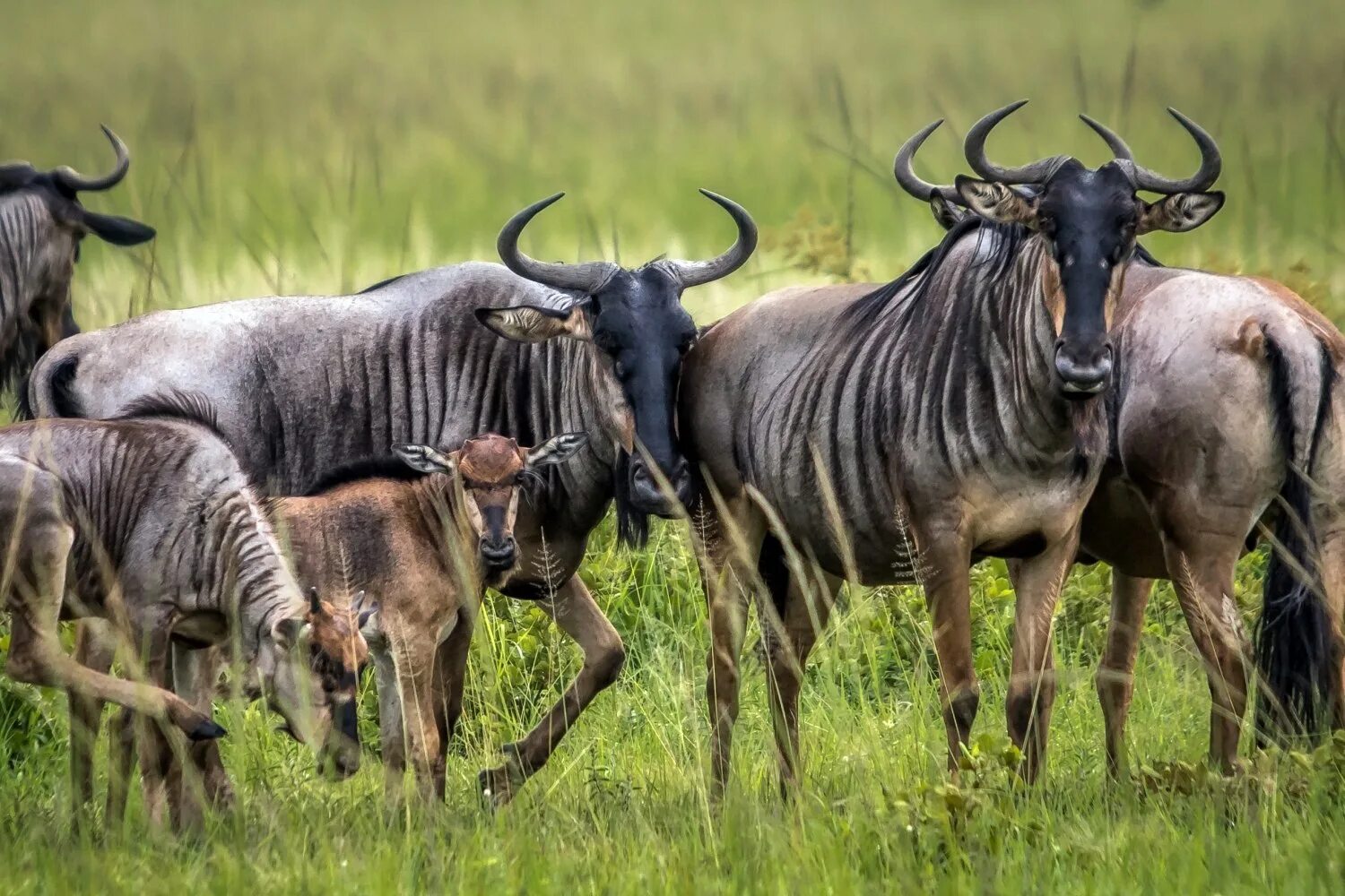 Антилопа гну. Африканская антилопа Гни. Антилопа гну в Африке. Голубая антилопа гну. Что значит гну