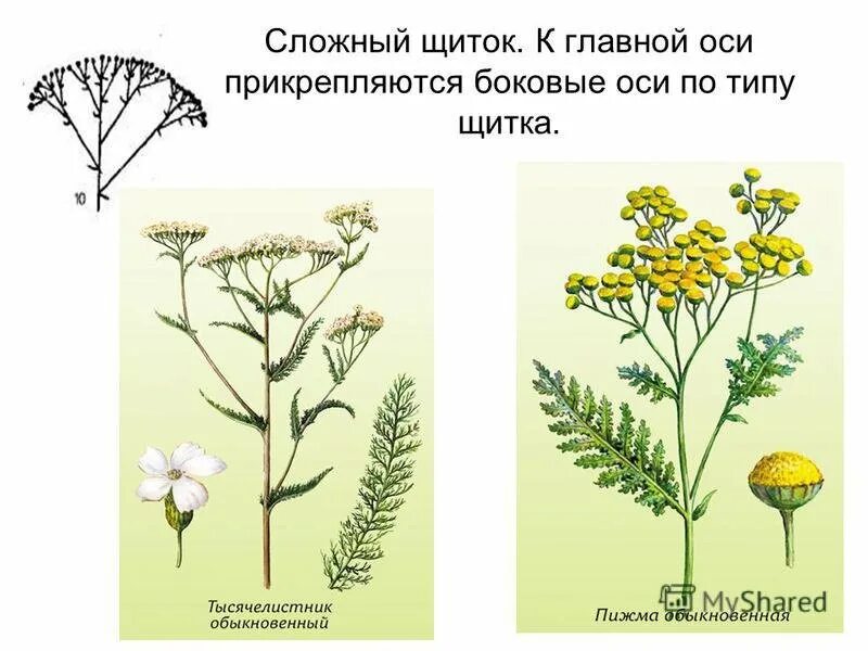 Сложный щиток тысячелистник. Сложный щиток растения. Сложные соцветия сложный щиток. Сложный щиток рисунок. Щиток у каких растений