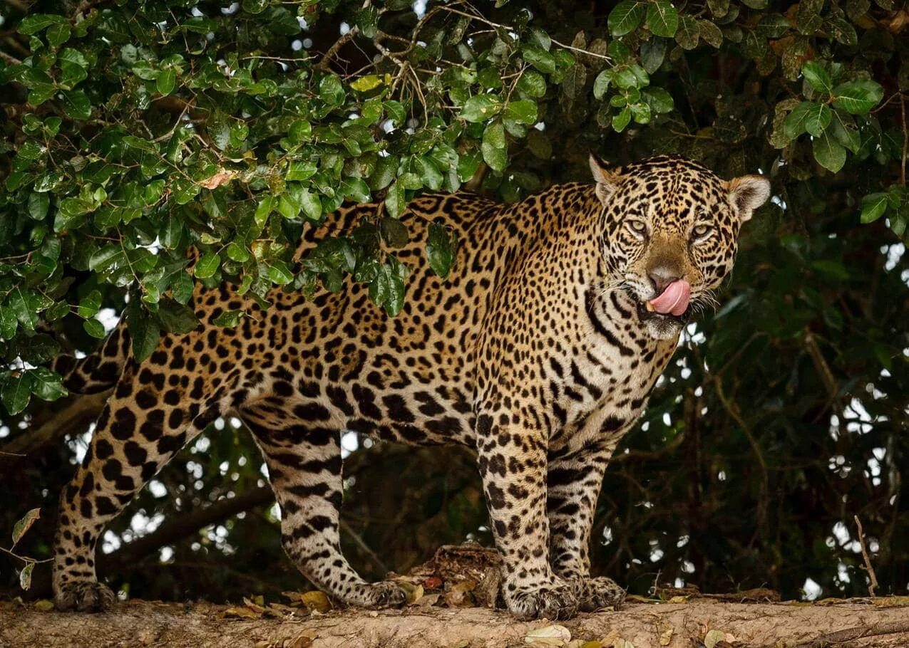 Амазонский Ягуар. Ягуар Panthera onca. Яванский леопард. Панарский леопард.