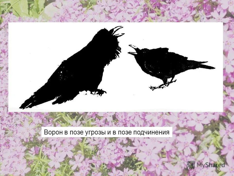 Домашняя ворона. Самая умная птица. Ворон птица самка. Домашняя ворона. Черный ворон домашний.