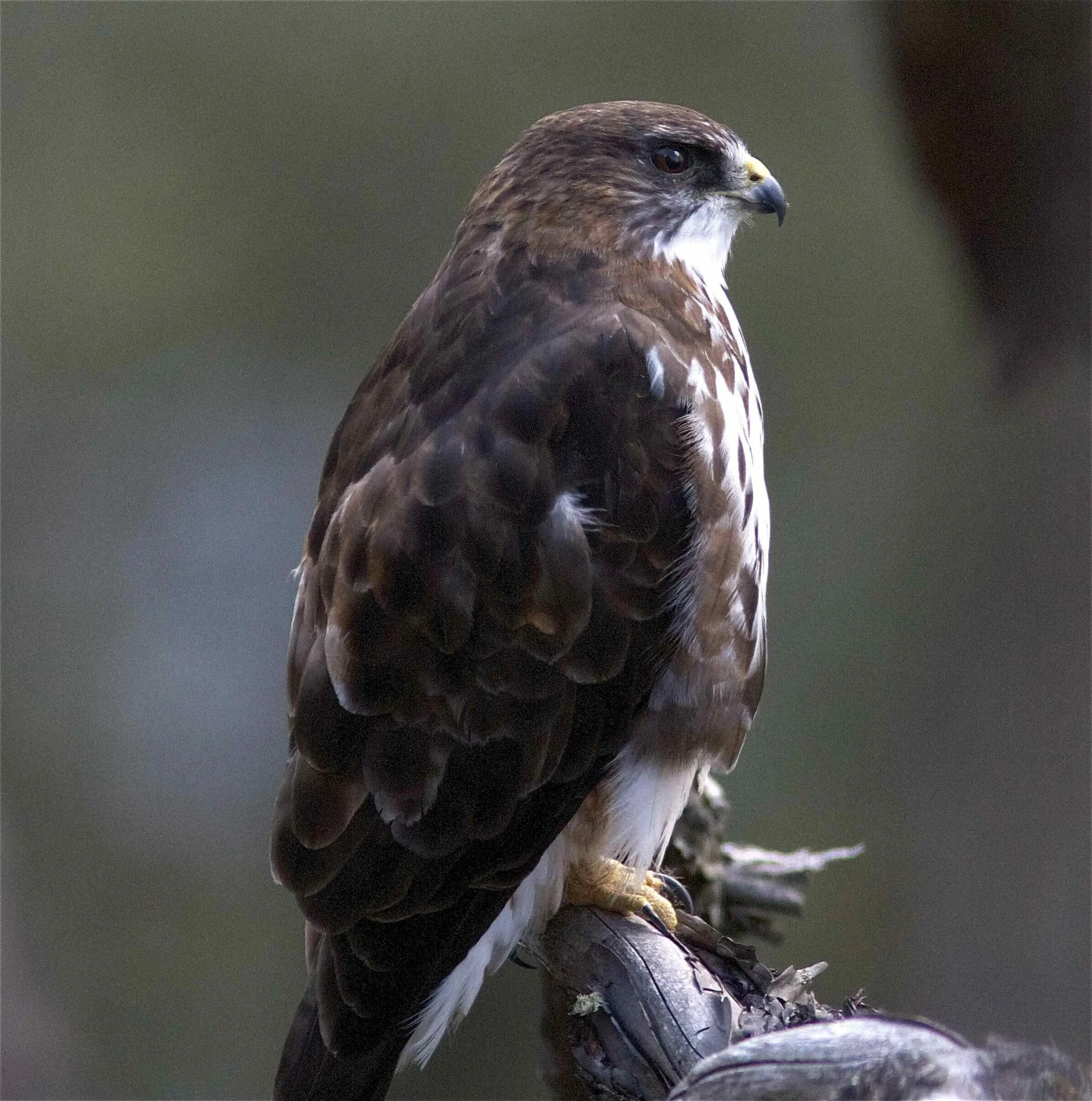 Ястребиный Сарыч. Орлиные Ястребиные. Buteo albigula. Ястребиные сопуха. Крупная птица семейства