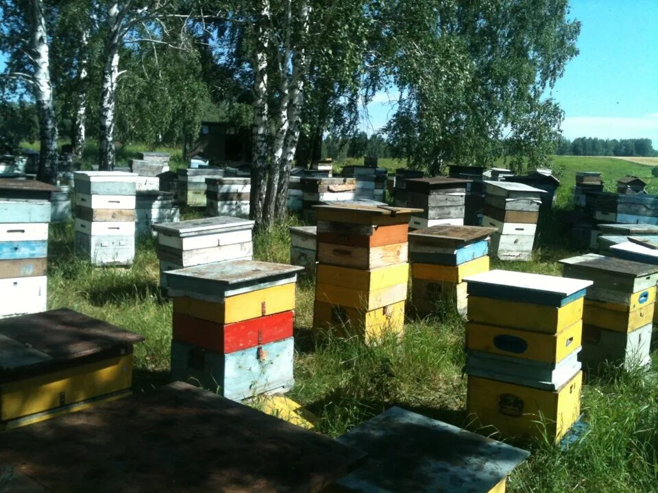 Стационарная пасека. Современная пасека. Новая пасека. Частная пасека. Купить пчел в рязанской области