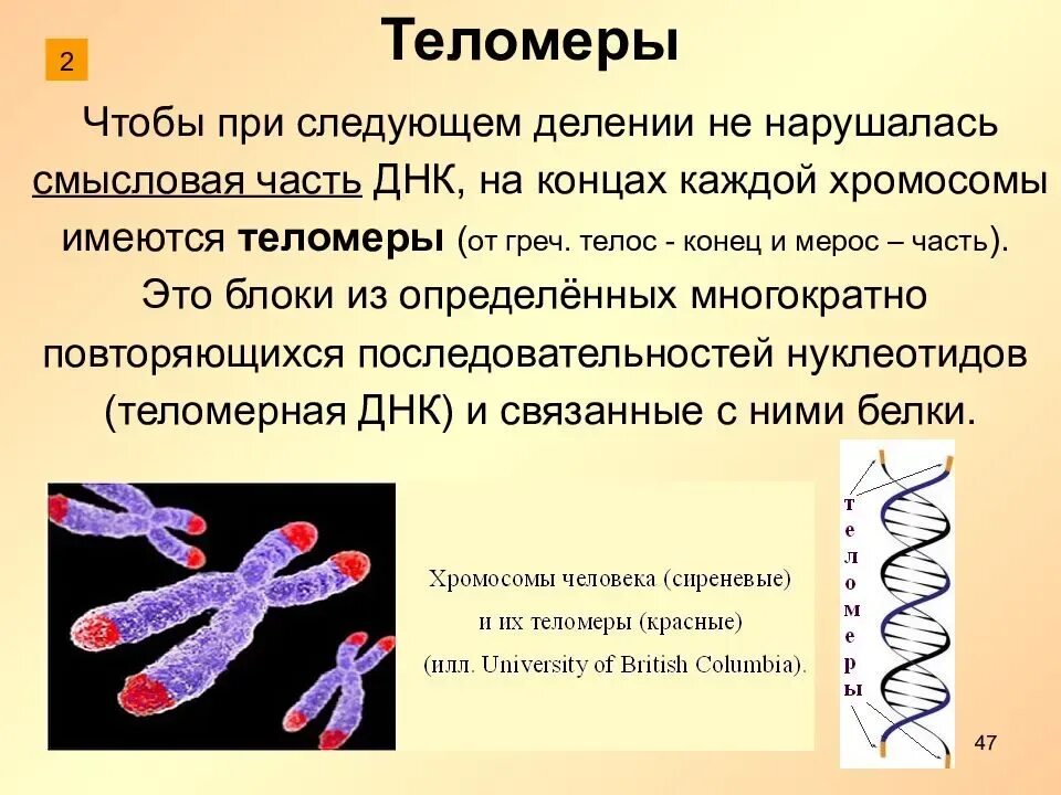 Строение хромосомы теломеры. Хромосома строение теломер. Теломеры ДНК. Теломеры – это участки хромосом. Молекулы днк находится в хромосомах