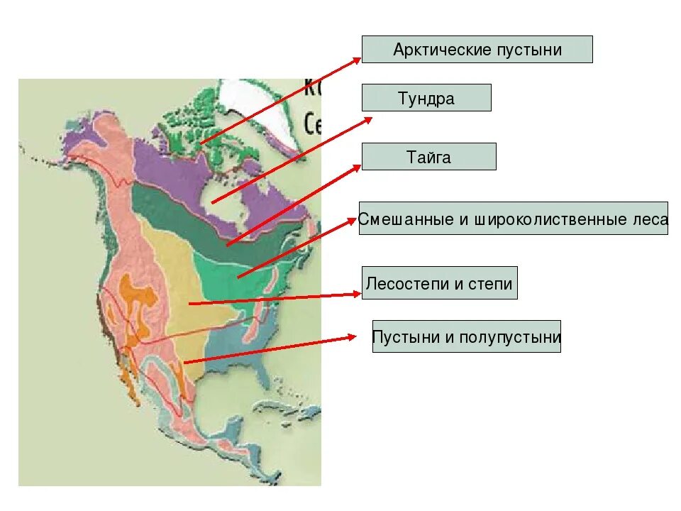 Карта природных зон Северной Америки. Природные зоны Сев Америки. Карта природных зон США. Карта природных зон Америки. Природные зоны и их основные особенности америки