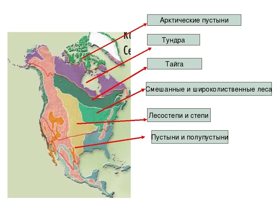 Природные зоны северной и южной америки. Карта природных зон Северной Америки. Природные зоны Сев Америки. Карта природных зон США. Карта природных зон Америки.