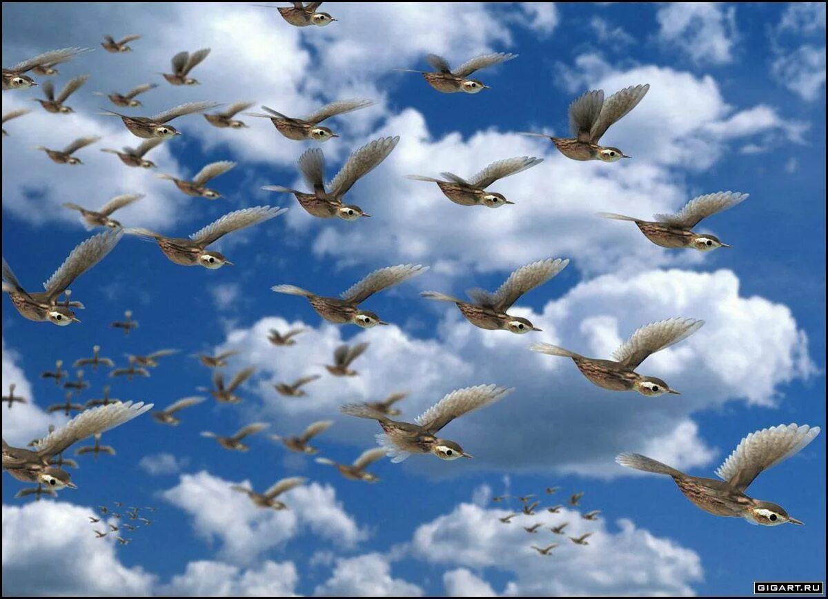 Птицы перелетают 2. Птицы улетают. Стая перелетных птиц. Птицы в небе. Перелетные птицы в небе.