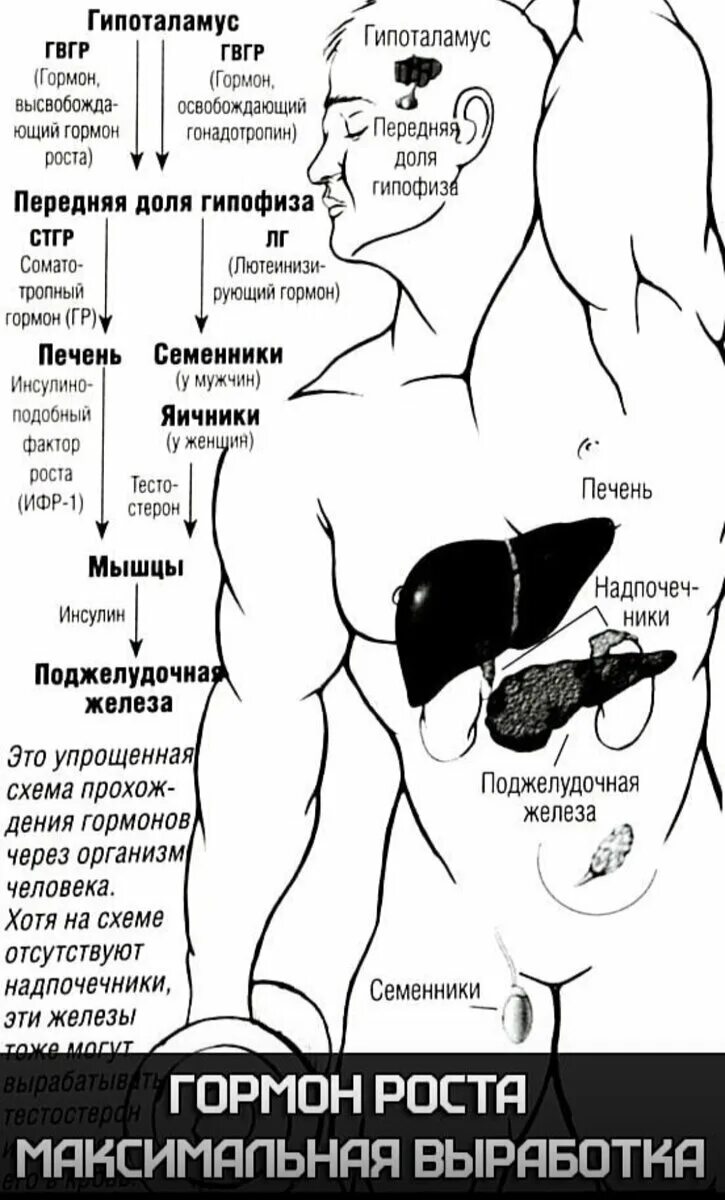 Мышцы на гормонах. Гормоны отвечающие за рост мышцы. Влияние гормонов на мышцы. Тренировки эндокринной системы. Железы выделяющие гормоны роста