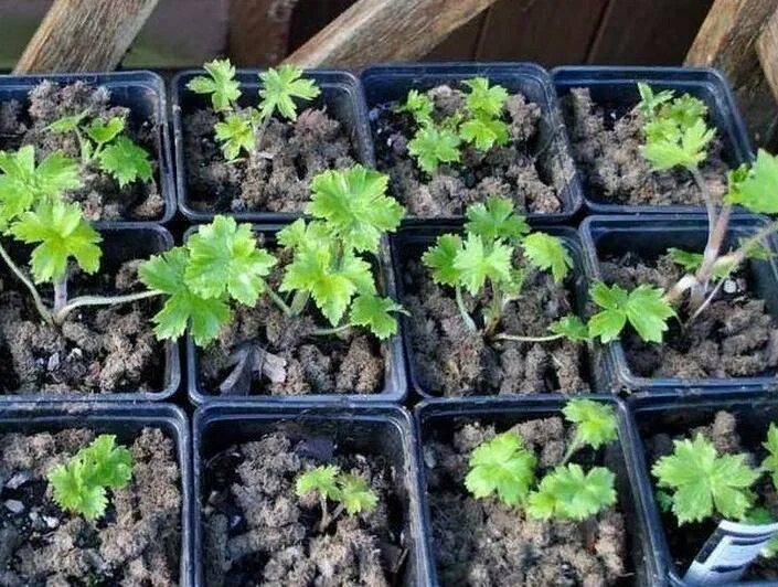 Сеем дельфиниум семенами на рассаду. Дельфиниум посев на рассаду. Цветы дельфиниум всходы. Пикировка дельфиниума. Сеем дельфиниум семенами на рассаду.