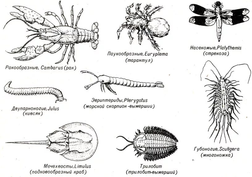 Биология представители членистоногих. Классы членистоногих многоножки. Членистоногие ракообразные паукообразные насекомые. Представили членистоногих. Конечности беспозвоночных