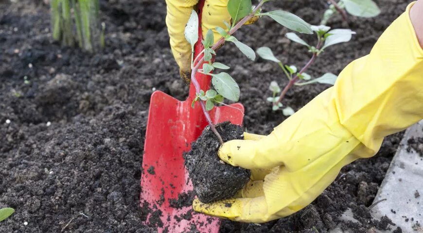 Годеция посадка и уход в открытом грунте