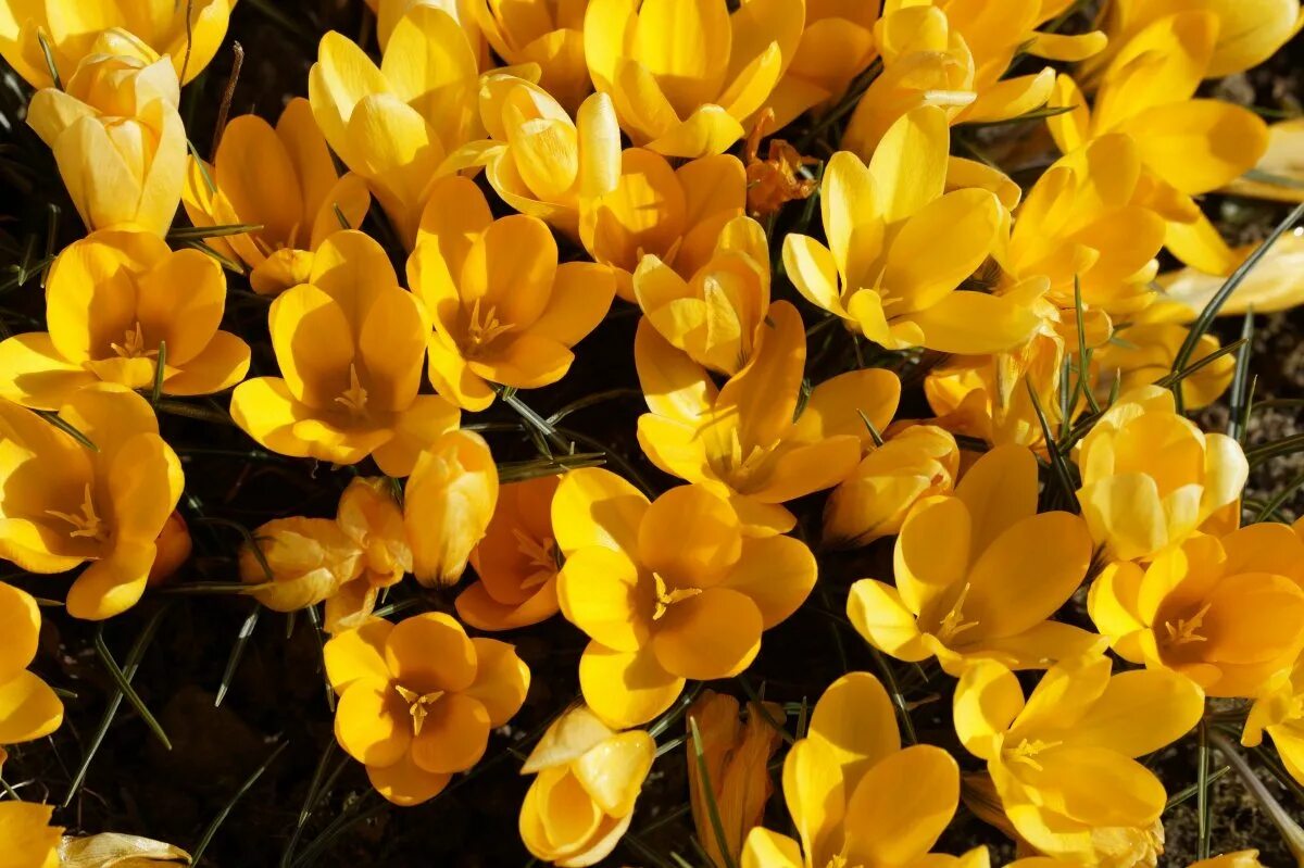Ранние желтые цветочки. Крокус Йеллоу. Шафран желтый. Крокус обыкновенный Йеллоу. Крокус дикий желтый.
