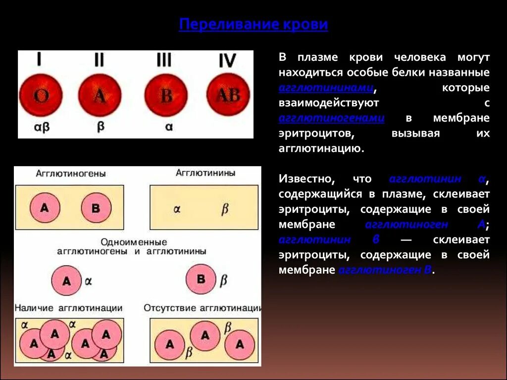 Аглютининыплазме крови. Агглютинины в плазме крови. Группы крови эритроциты. Эритроцитарные группы крови