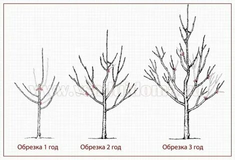Обрезка яблони весной для начинающих в картинках