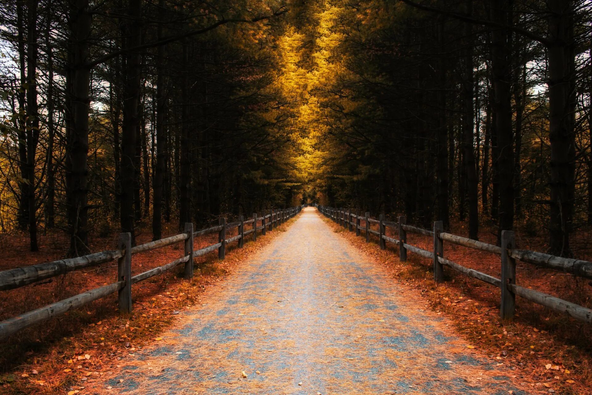 Iron roads. Дорога в осень. Осенняя дорога в лесу. Осенний парк. Природа осень.