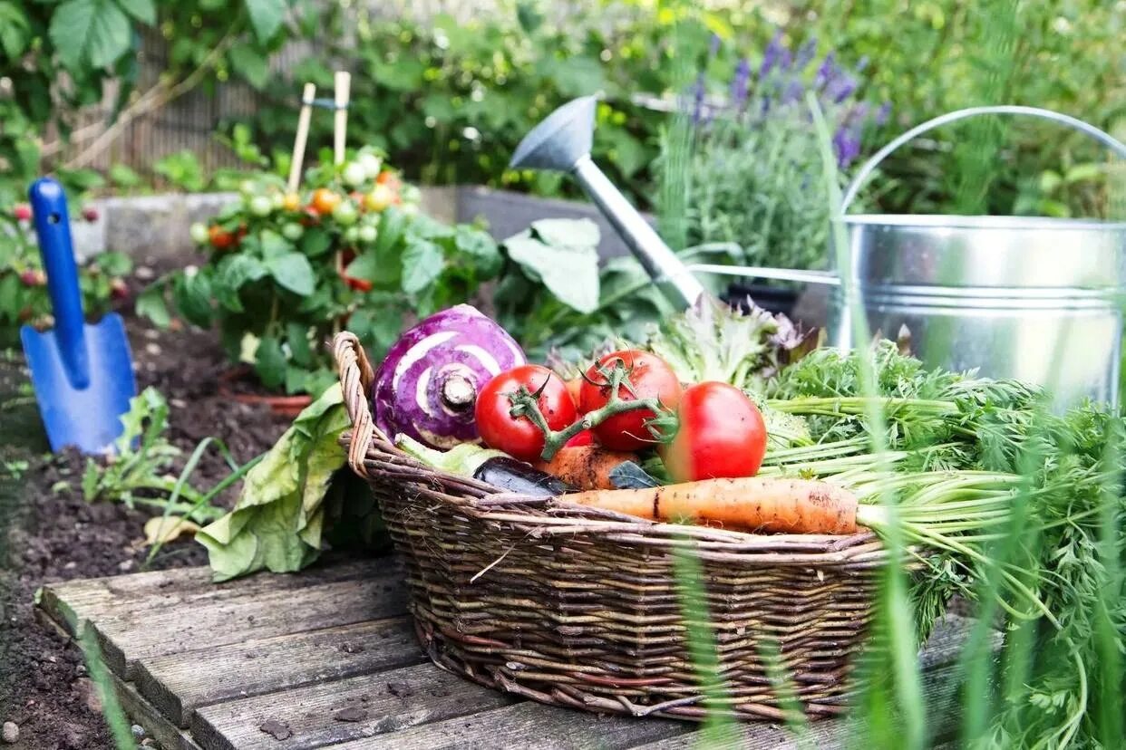 Товары для сада и огорода. Сад огород баннер. Дача групп логотип. Дачная группа. Дача сад огород.