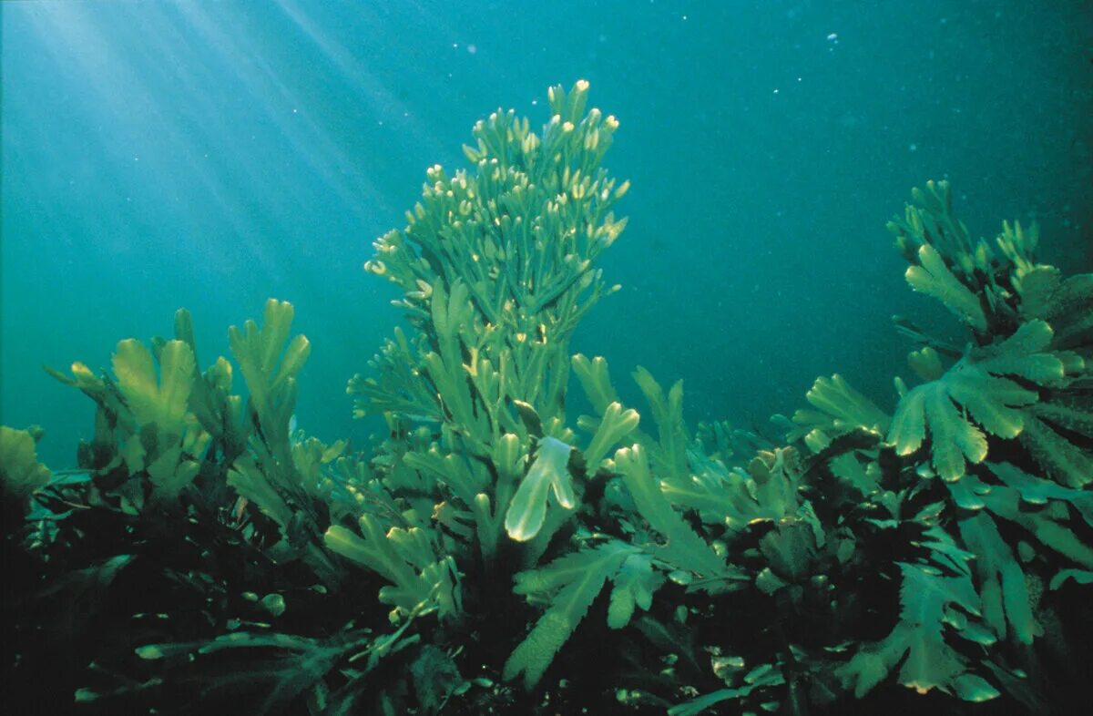 Фукус водная или наземно воздушная. Фукусы морские водоросли. Фукус пузырчатый водоросль. Бурые водоросли фукус. Фукус и ламинария.