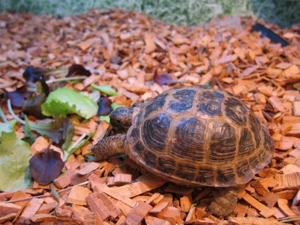 Среднеазиатская черепаха маленькая. Черепашка среднеазиатская сухопутная. Европейская болотная черепаха пол. Выбрать черепаху. Выбрать черепаху.