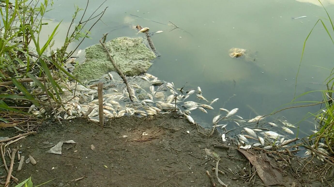 Вода в реке сура. Река Сура Пенза. Старое русло Суры в Пензе. Река Сура загрязнена. Река Пенза экология.