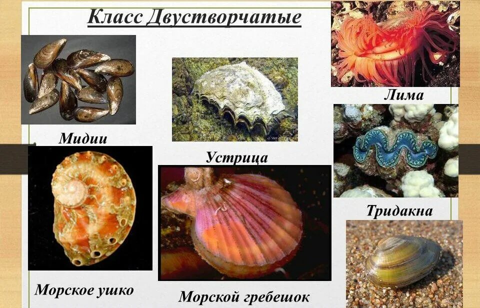 Представители класса двустворчатые моллюски 7 класс. Класс двустворчатые моллюски представители 7 класс биология. Класс двустворчатые моллюски 7 класс биология. 7 Класс биология Тип моллюски. Класс двустворчатые моллюски.