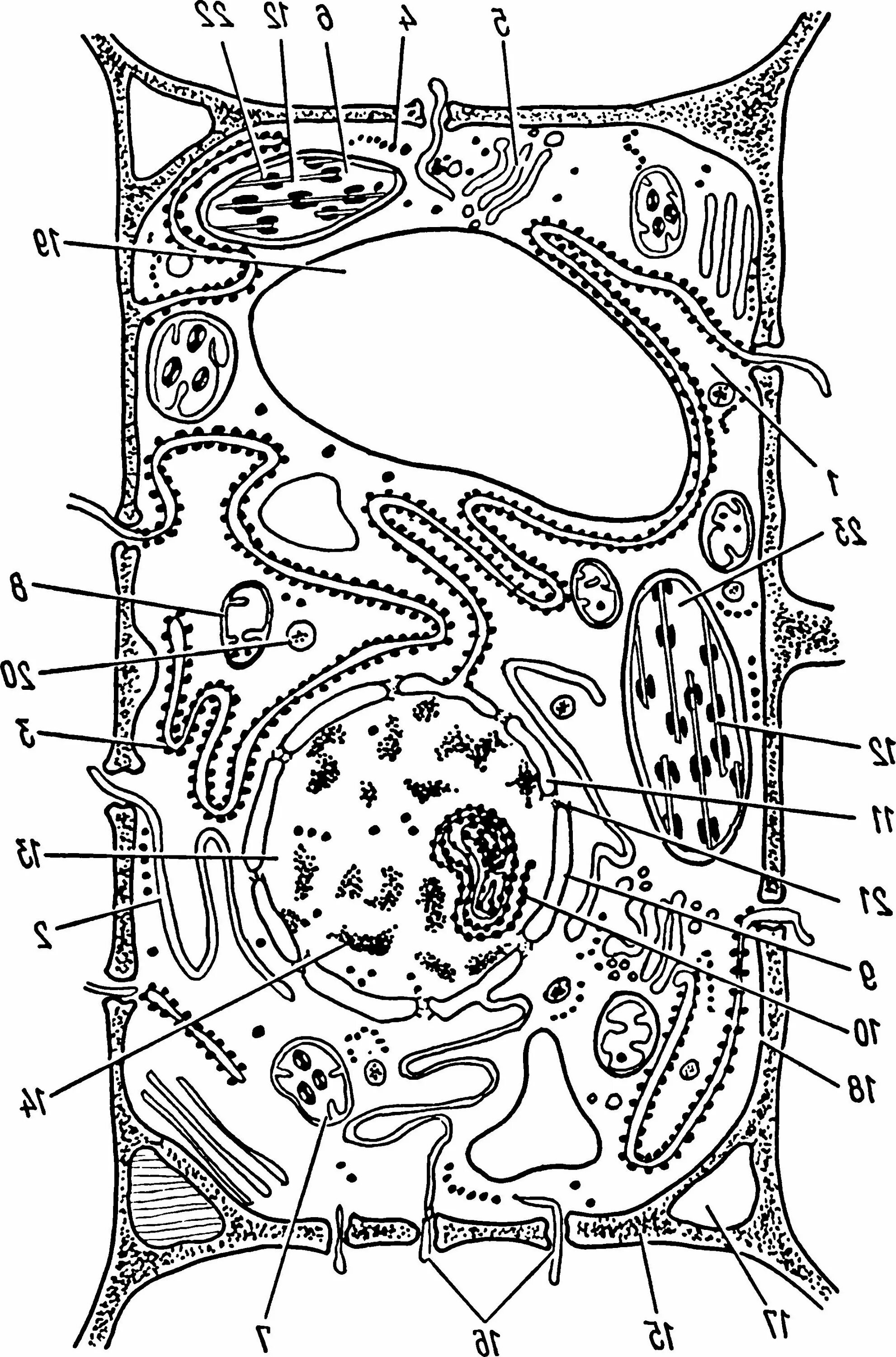 Строение растительной клетки рисунок. Рис 1 схема строения растительной клетки. Строение клетки растения рисунок. Рис 1 растительная клетка. Рисунок растительной клетки с обозначениями 6 класс