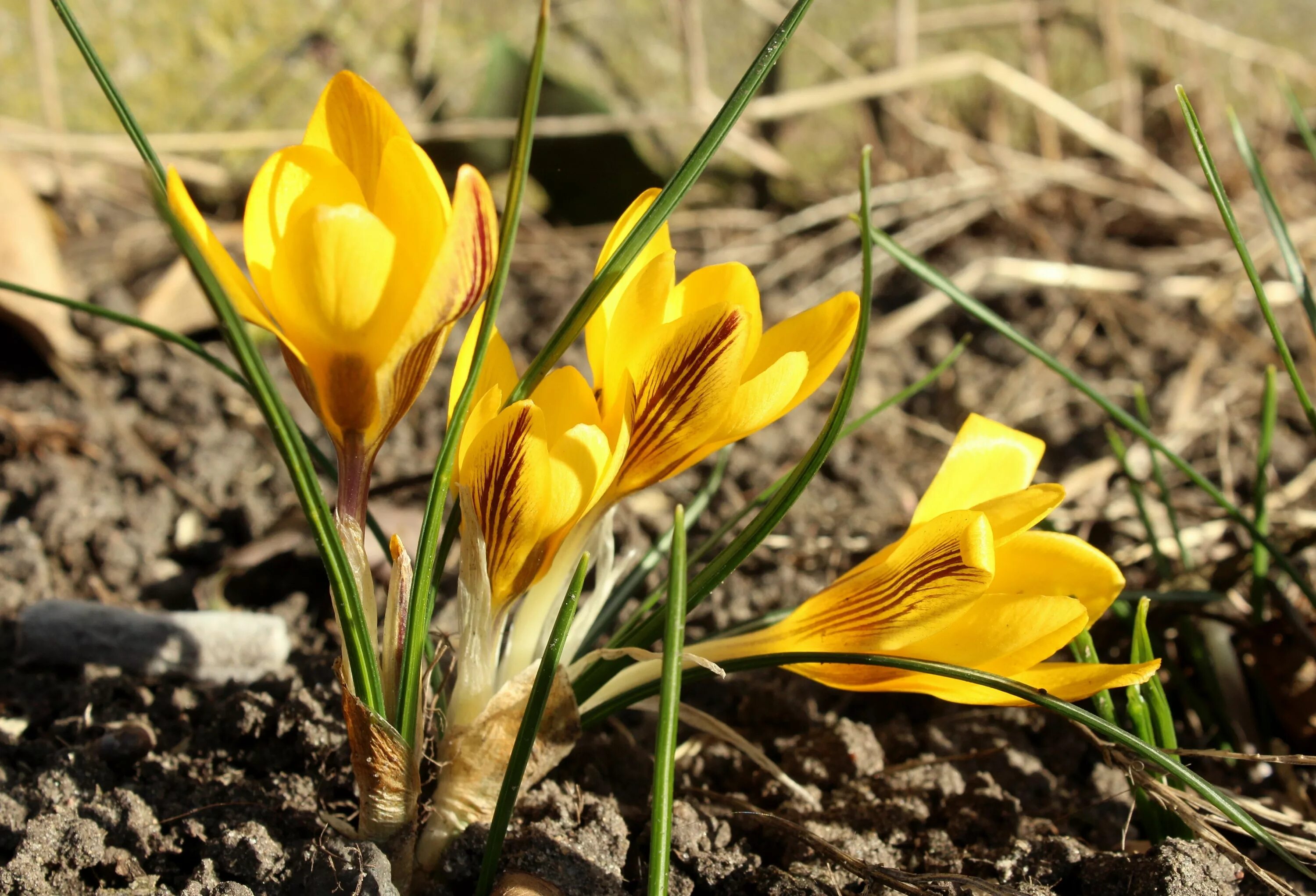Крокус Шафран цветок жёлтый. Крокус Йеллоу. Крокус весенний желтый. Крокус Йеллоу Маммот.