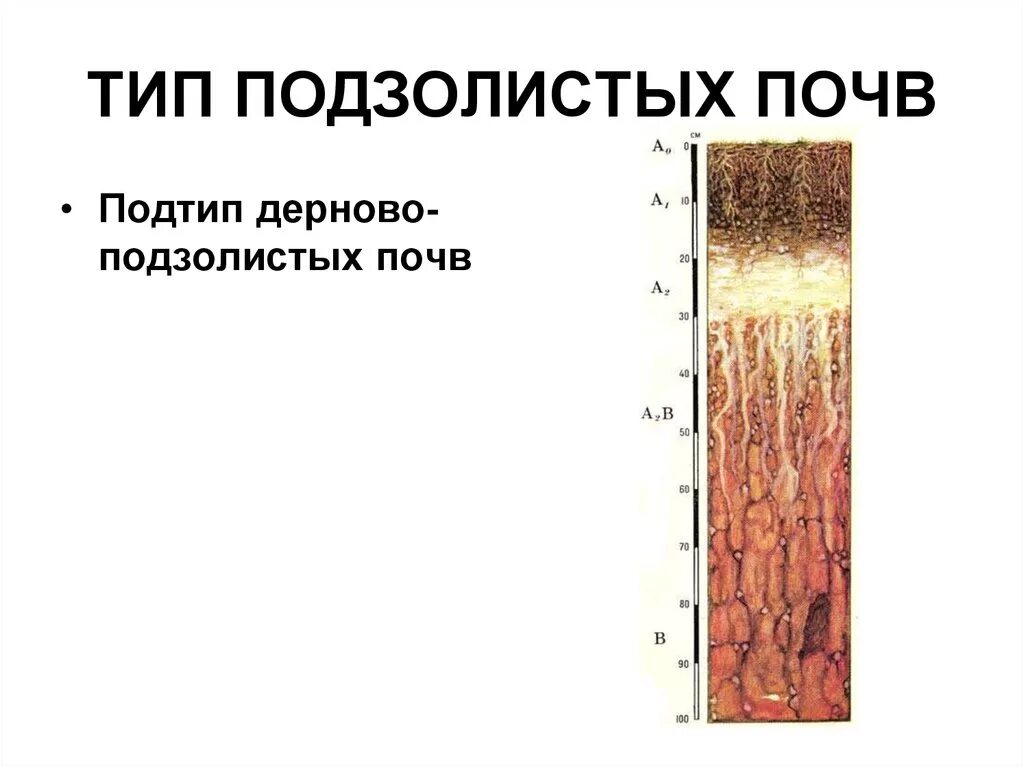 Дерново подзолистый тип почвы природная зона. Тип почвы дерново-подзолистая. Дерново-подзолистые почвы профиль схема. Дерново-подзолистые почвы типы почв. Строение профиля дерново-подзолистой почвы.