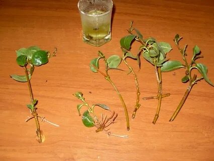 Укорененные зеленые черенки