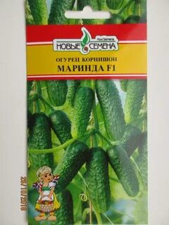 Сорт огурца миранда