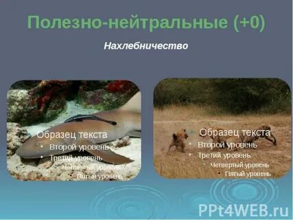Полезно нейтральные