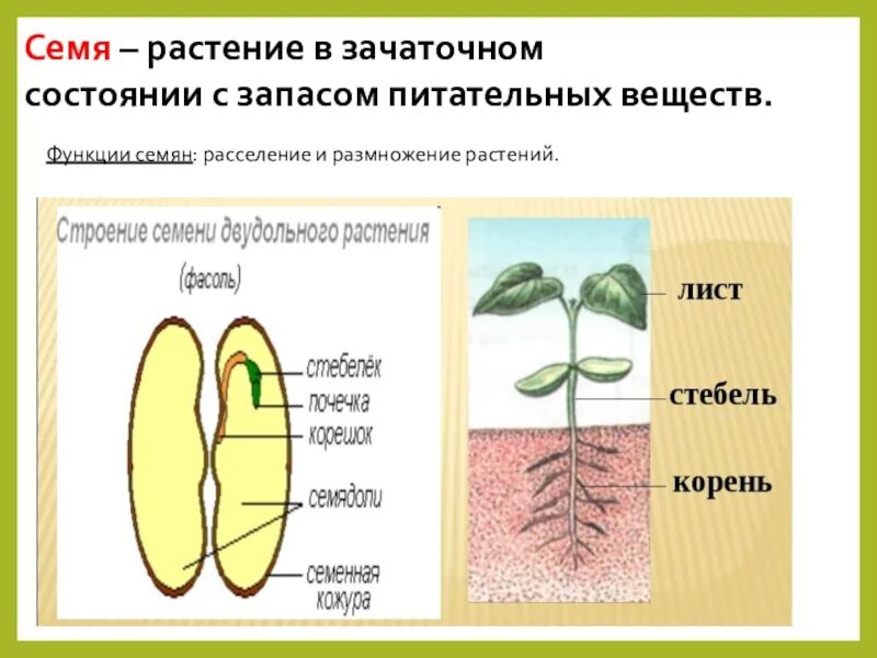 Зачаточное состояние. Питательные вещества в семени. Запас питательных веществ в семени. Питательные вещества для растений. Семя растения.