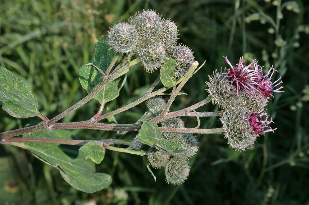 Куст лопуха. Лопух паутинистый (Arctium tomentosum). Лопух паутинистый (войлочный). Репейник обыкновенный. Лопух войлочный Arctium tomentosum Mill..