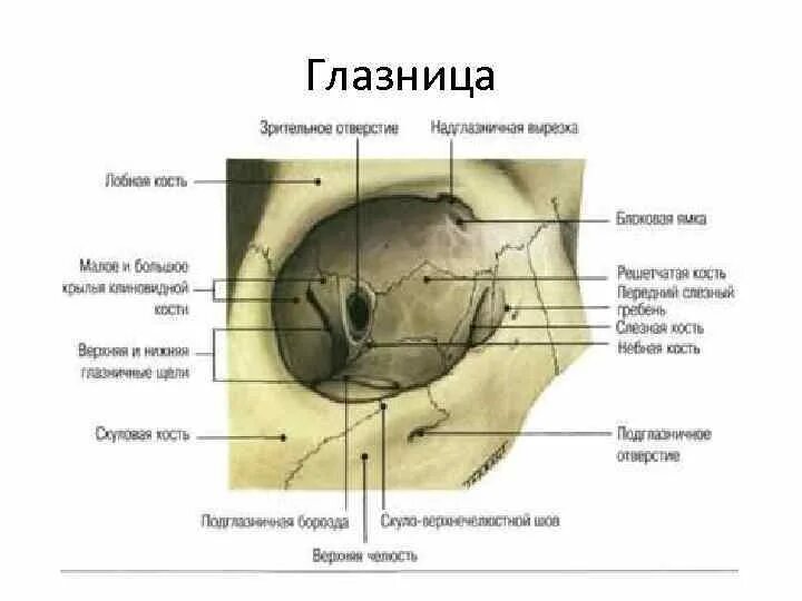 Сообщения глазницы. Полость глазницы анатомия. Глазница черепа анатомия строение. Стенки глазницы топографическая анатомия. Наружная стенка глазницы анатомия.