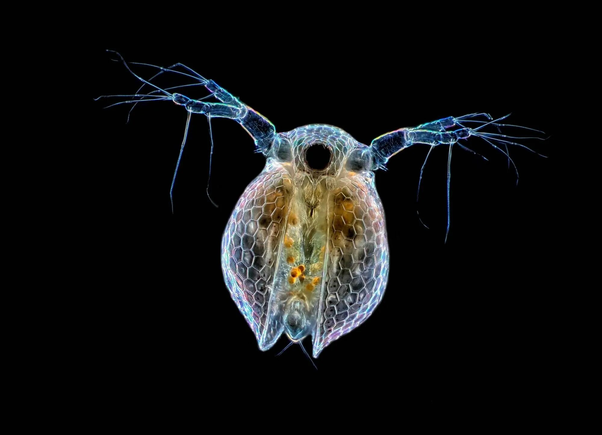 Зоопланктоны ракообразные. Зоопланктоны ракообразные. Криль зоопланктон. Планктон ракообразные. Планктон ракообразные.