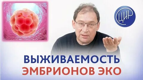 Эмбрион эко отзывы