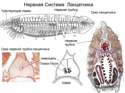 Глазки гессе у ланцетника