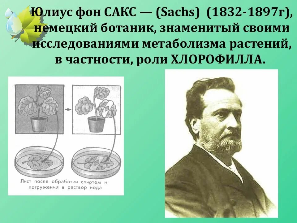 Впервые значение хлорофилла установил русский ученый. Юлиус фон Сакс. Юлиус фон Сакс опыт. (Опыт Юлиуса Сакса по фотосинтезу. Ученый открывший фотосинтез.