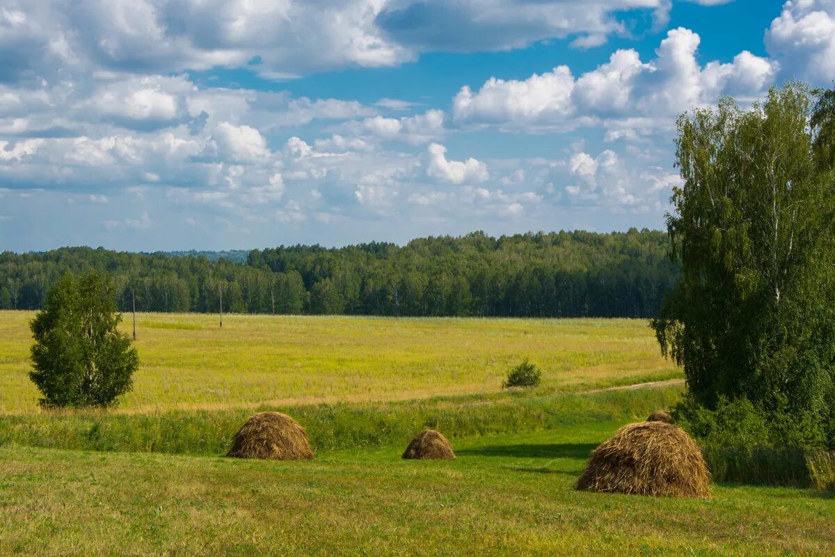 Сенокос стога. Деревня поле сенокос. Сенная копна. Лето в деревне сенокос. Сычевка Алтайский край сенокос.