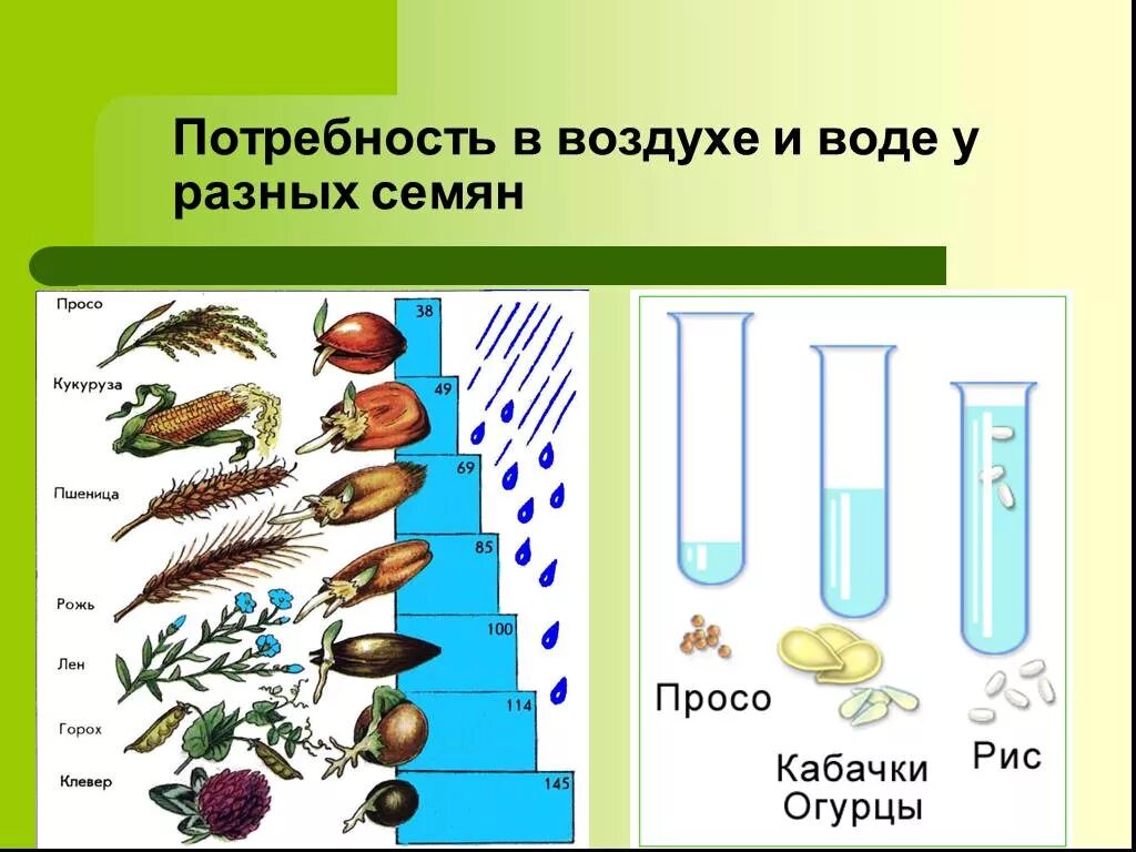 Условия прорастания семян 6 класс презентация. Потребности семян. Прорастание семян. Прорастание семян 6 класс. Потребность семян в воде.