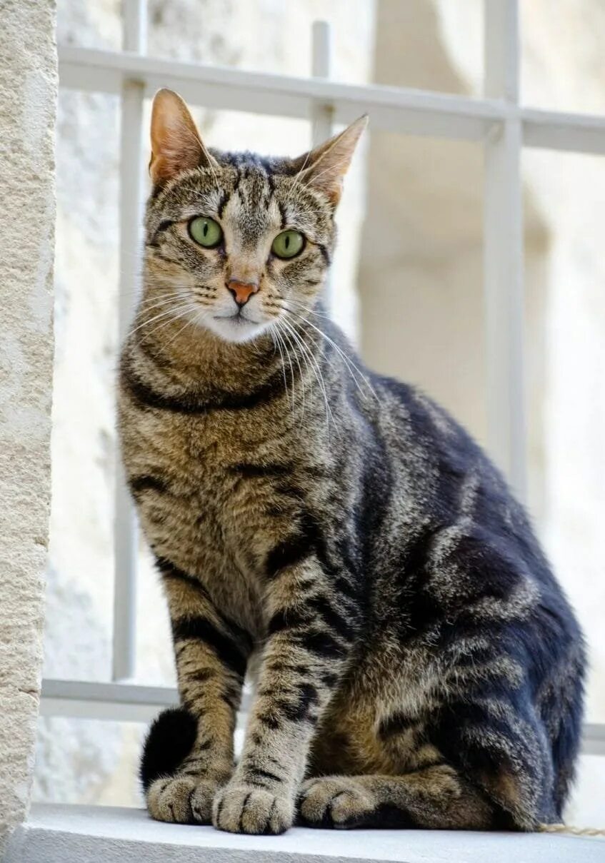 Фото сидящей кошки. Европейская короткошерстная табби. Европейская короткошерстная кошка табби. Азиатская табби кошка. Азиатская табби мраморная.