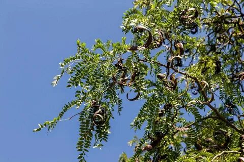 Песня я акация я колючая