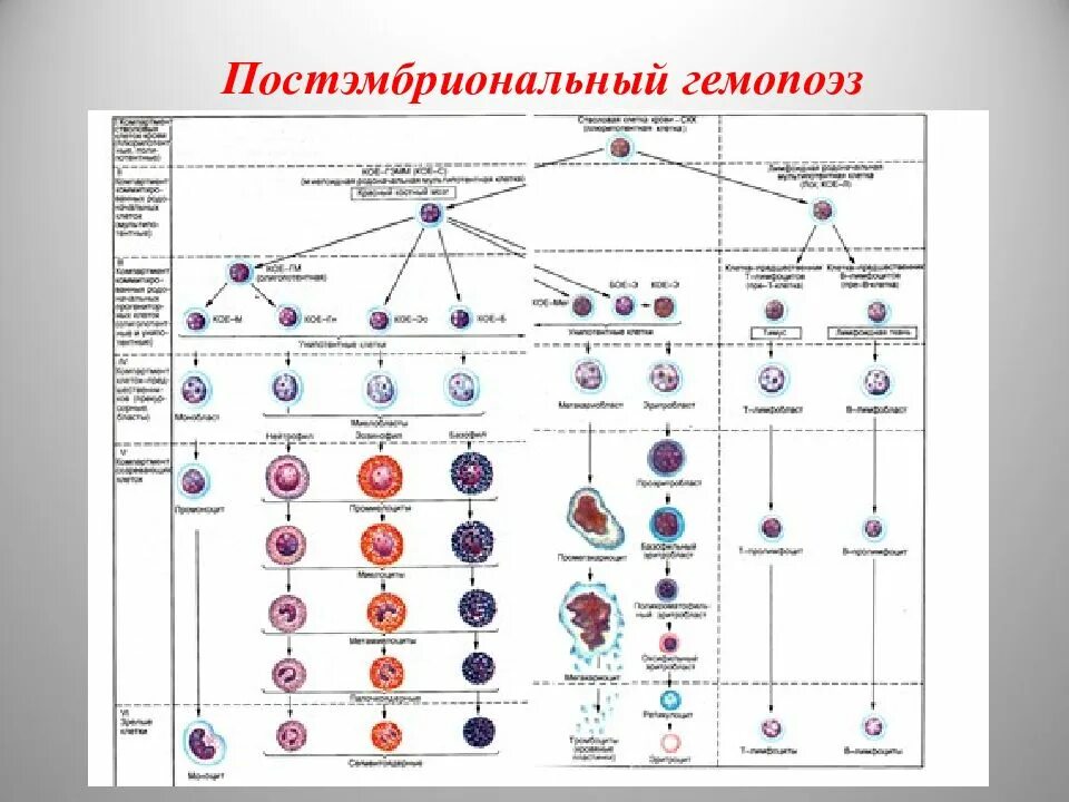 Постэмбриональный гемопоэз. Постэмбриональный лимфопоэз. Схема кроветворения Афанасьев. Постэмбриональный гемопоэз схема по н.а Юриной. Схема гемопоэза гистология.