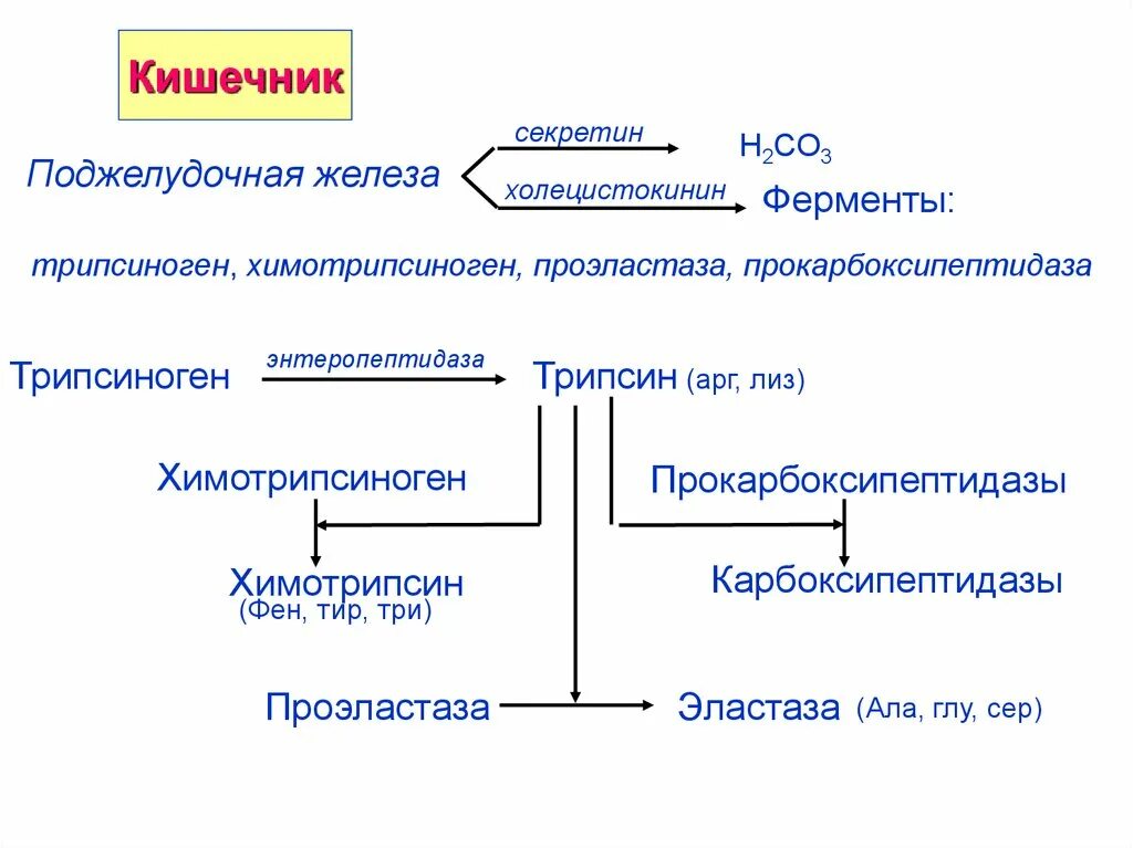 Где переваривание белков. Переваривание белков биохимия схема. Переваривание белков в желудочно-кишечном тракте схема. Всасывание белков в кишечнике биохимия. Переваривание и всасывание белков биохимия.