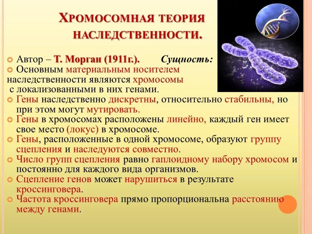 Информация о наследственных признаках. Т Морган хромосомная теория наследственности год. Хромосомная теория наследования т Моргана. Теории наследственности т. Моргана. Биология 10 класс хромосомная теория наследственности.