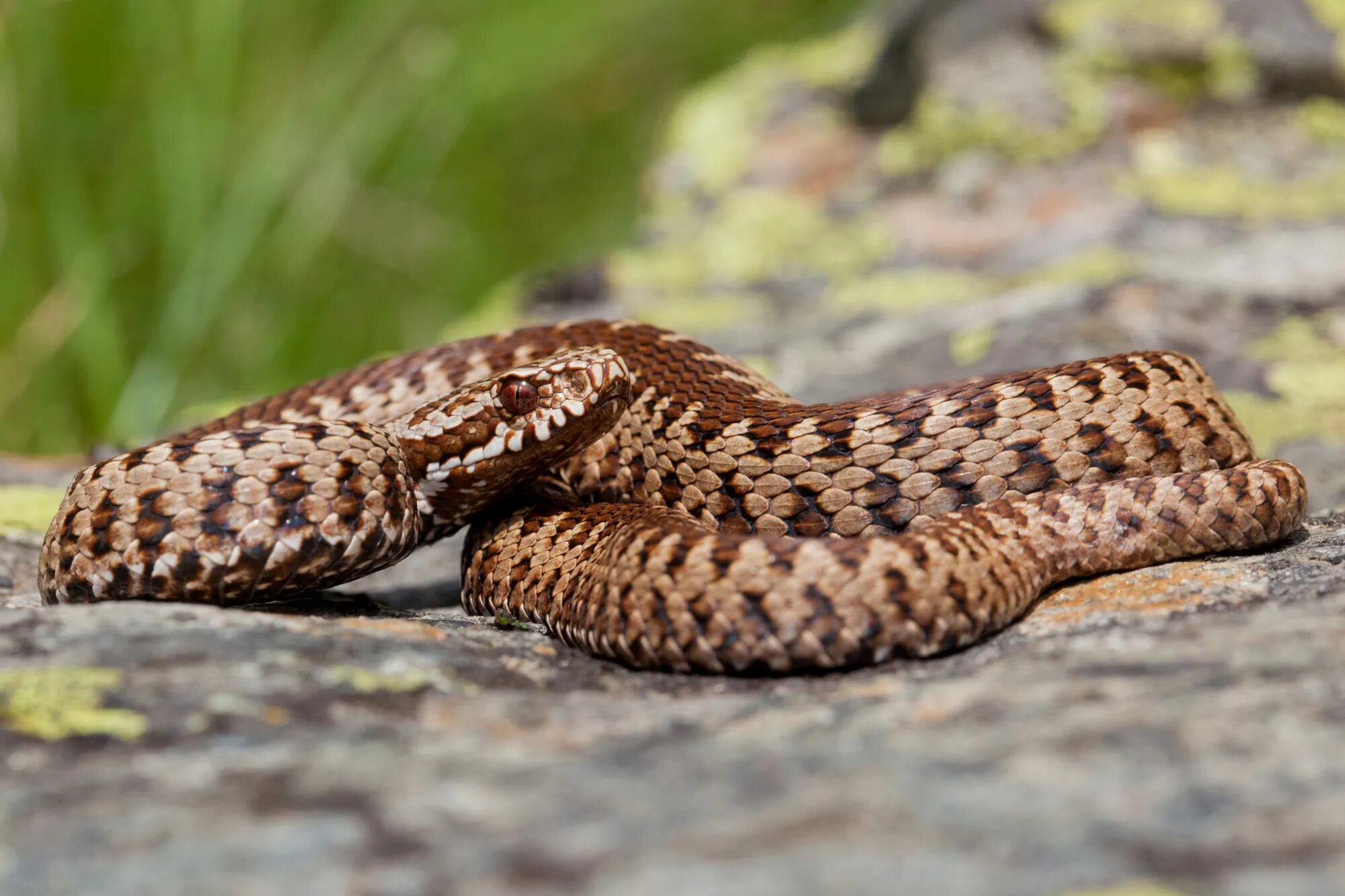 Vipera оборудование 2.0. Випера Берус. Vipera berus медная. Vipera 3d стиль. Vipera berus кольчужное плетение.