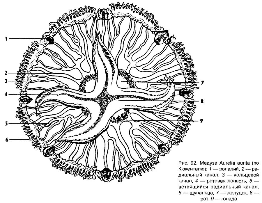 Строение сцифоидного полипа. Медуза аурелия строение тела. Пищеварительная система медузы. Схема строения медузы. Пищеварительная система медузы.
