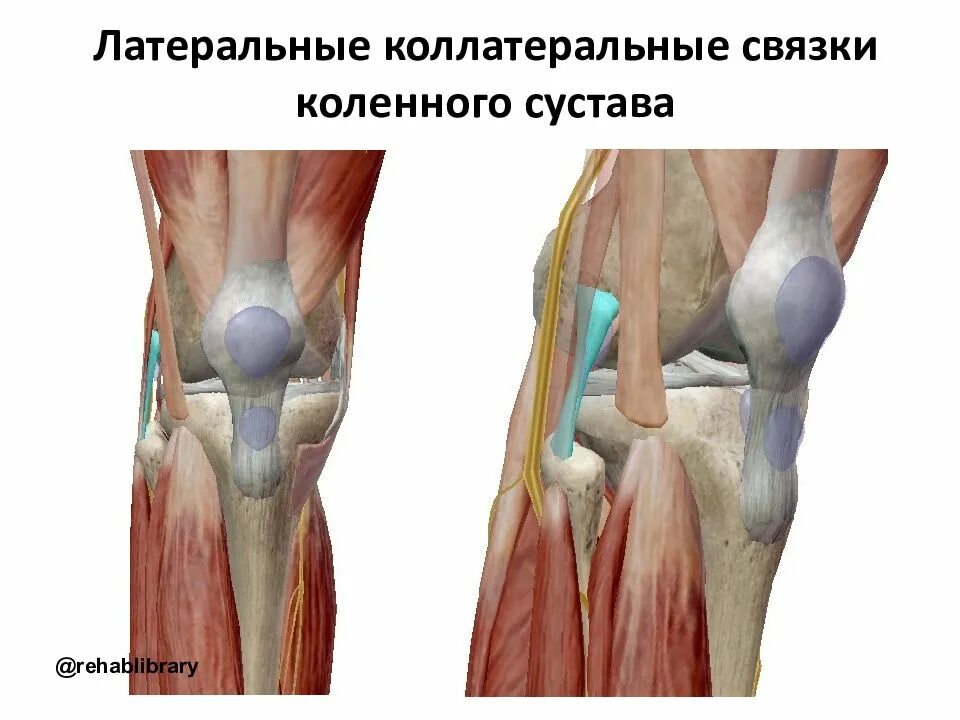 Коллатеральная связка коленного сустава. Связки и сухожилия коленного сустава. Большеберцовая коллатеральная связка. Латеральное сухожилие коленного сустава.