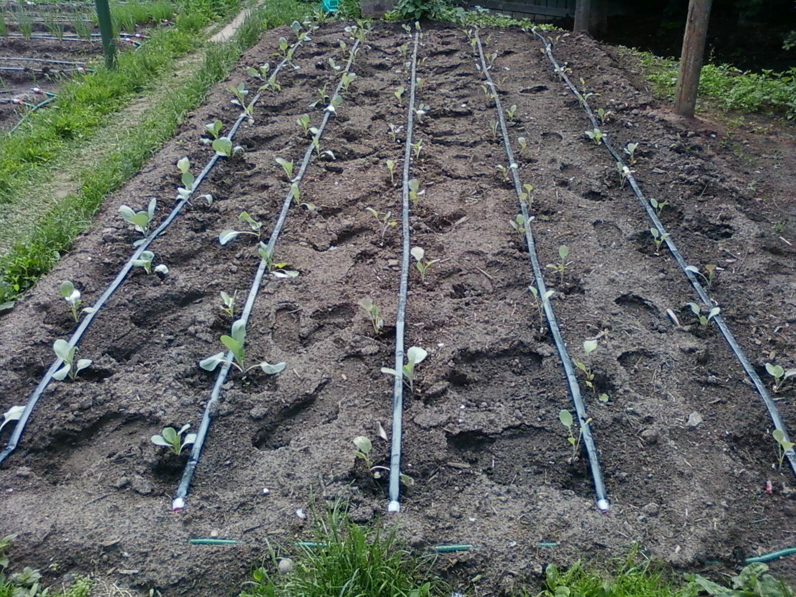 капельный полив для грядок. капельный полив для клубники. спринклер капельный полив. Karcher 2. автоматическая система капельного полива водомерка.